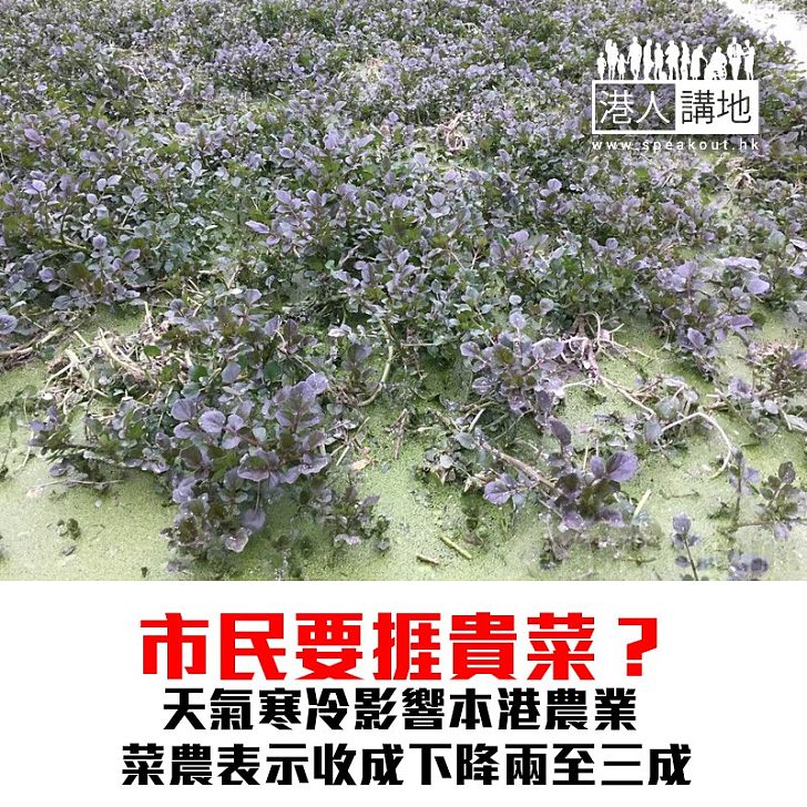 【焦點新聞】市民要捱貴菜？天氣寒冷影響本港農業 菜農表示收成下降兩至三成
