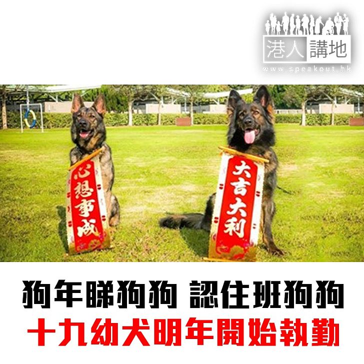 【焦點新聞】狗年新氣象 十九幼犬將接替明年退休警犬