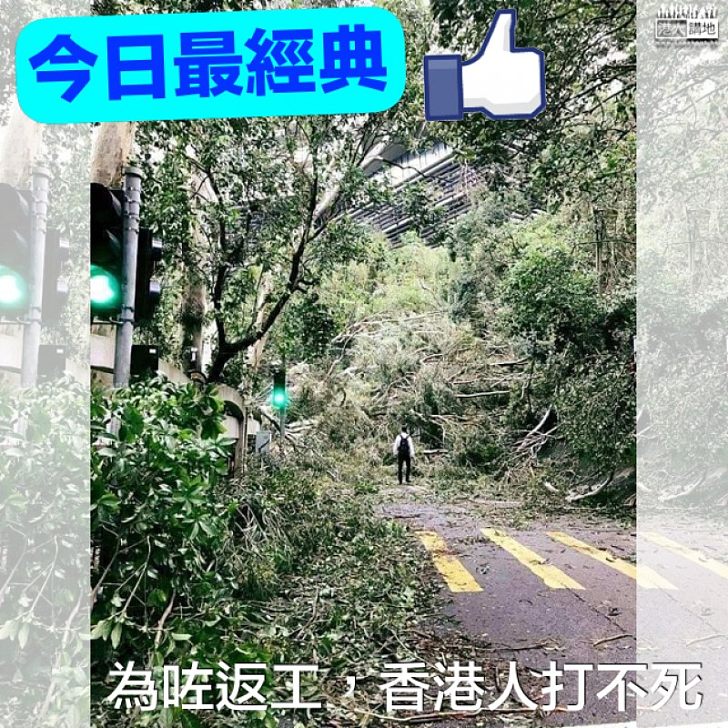 【今日經典】男子遇塌樹堵路圖網上瘋傳