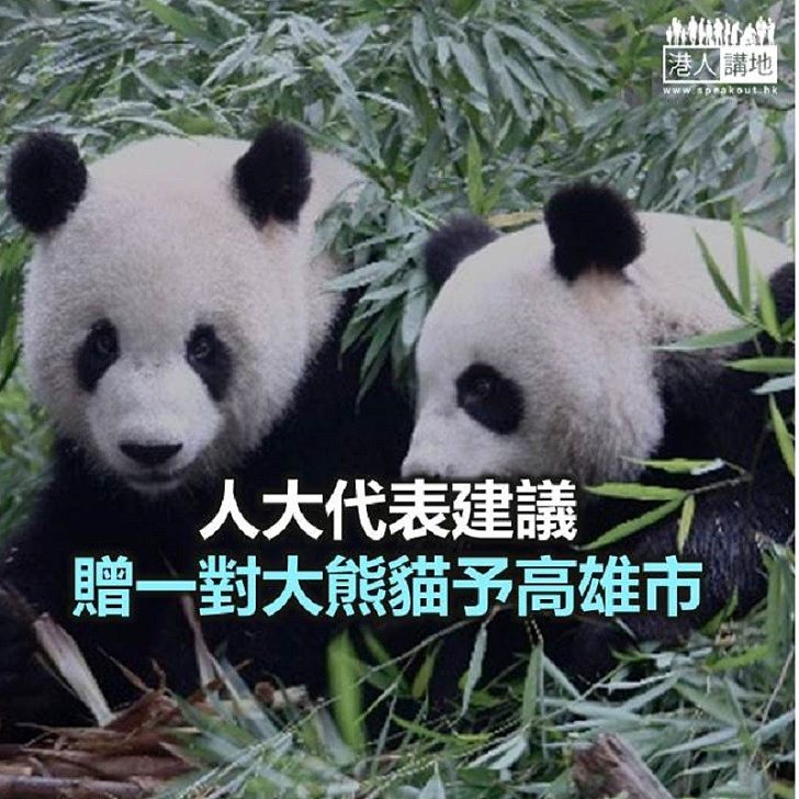 【焦點新聞】人大代表建議贈一對大熊貓予高雄市