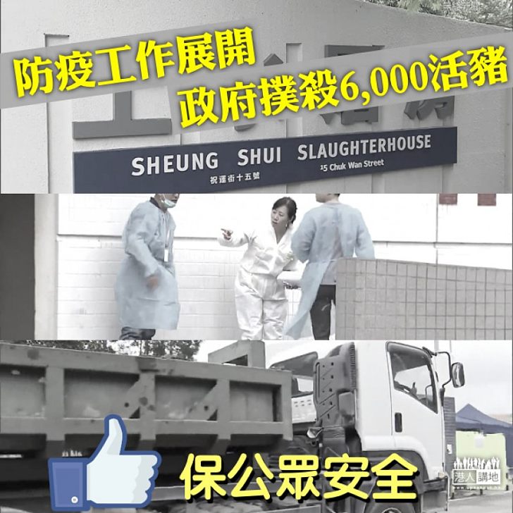 【防疫工作】防治非洲豬瘟 政府人道毀滅6,000豬隻