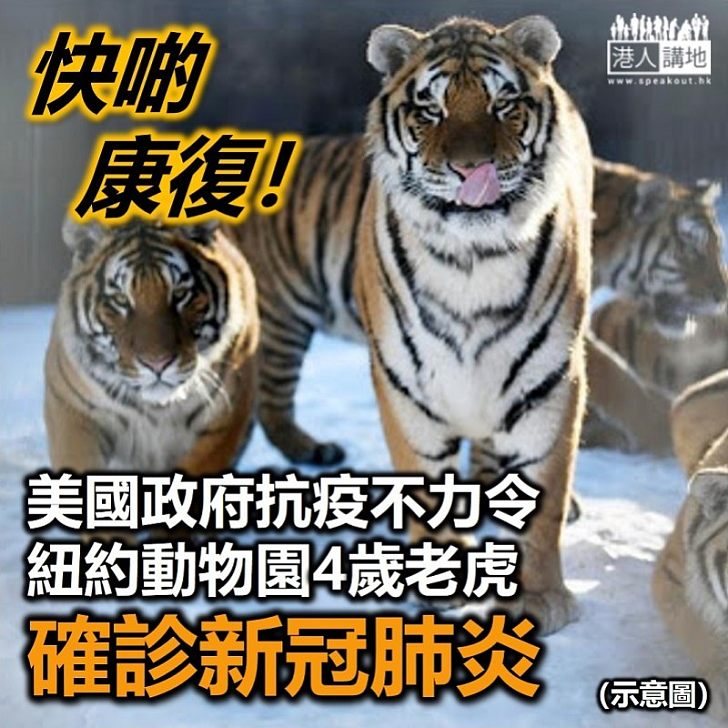 【老虎頭上…..】美國紐約市動物園一老虎確診新冠肺炎