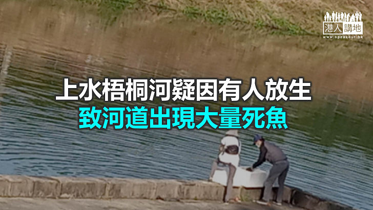 【焦點新聞】梧桐河有人放生魚類 居民憂影響水質及破壞生態