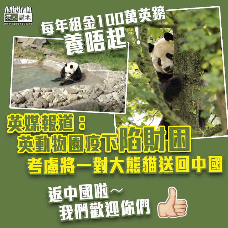 【節省開支】英動物園疫下陷財困 英媒：考慮將一對大熊貓送回中國