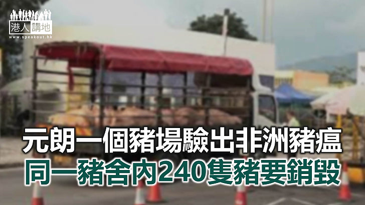 【焦點新聞】豬瘟再現 漁護署暫時禁止元朗四個豬場運出豬隻