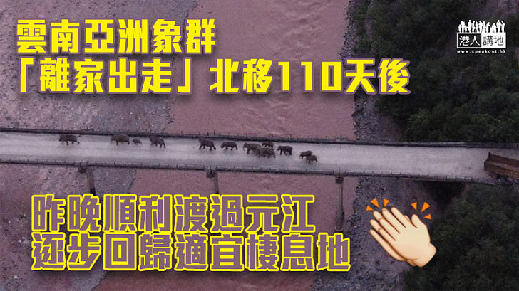 【保護大象】雲南亞洲象群「離家出走」北移110天後 終逐步回歸適宜棲息地