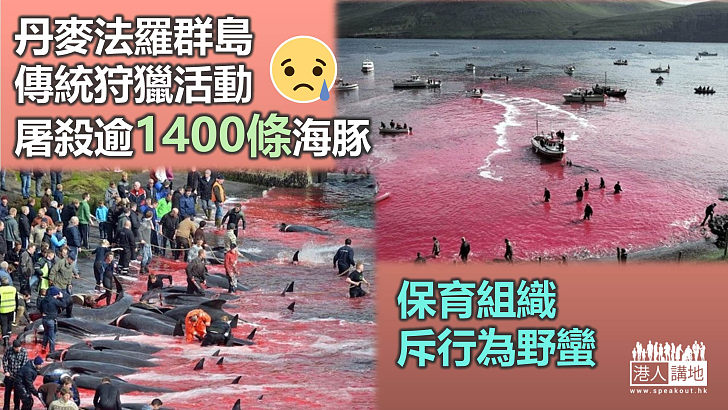 【尊重生命】屠殺逾1400條海豚 法羅群島傳統狩獵活動被斥野蠻