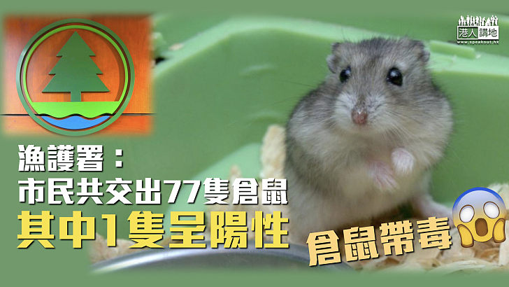 【倉鼠帶毒】漁護署：市民交出77隻倉鼠 其中1隻呈陽性