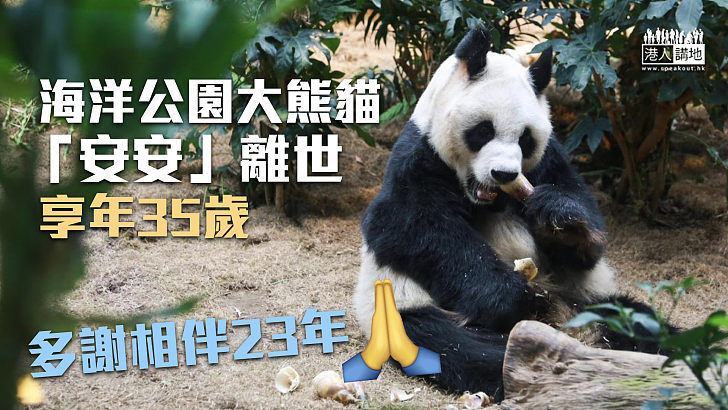 【陪伴港人23載】海洋公園大熊貓「安安」離世 享年35歲