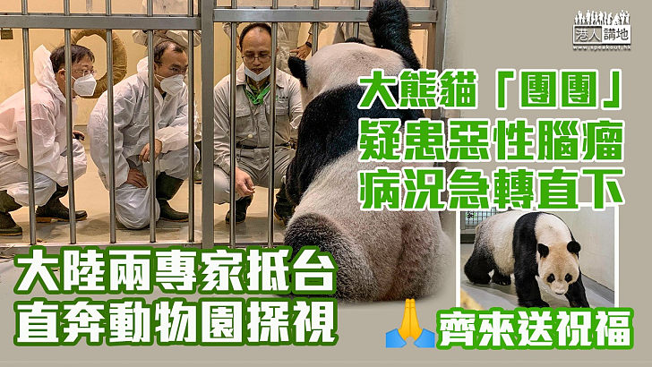 【齊來集氣】大熊貓「團團」病況急轉直下 大陸兩專家抵台奔動物園探視
