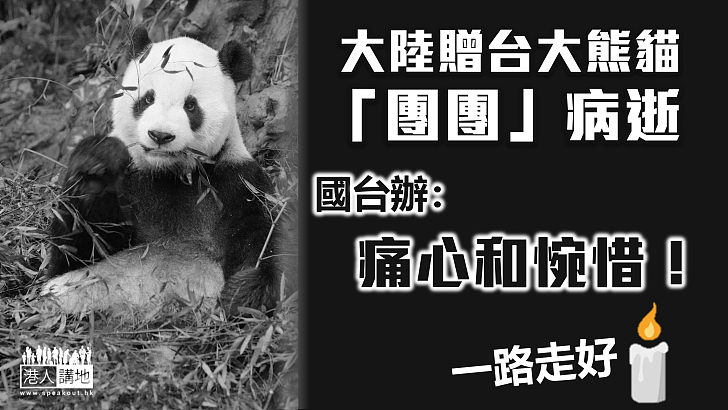【再見團團】大陸贈台大熊貓「團團」病逝 國台辦：痛心和惋惜