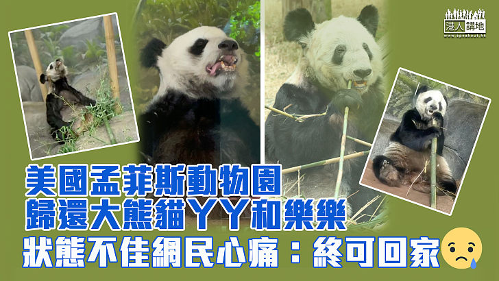 【歸還熊貓】美國孟菲斯動物園歸還大熊貓丫丫和樂樂 狀態不佳網民心痛：終可回家