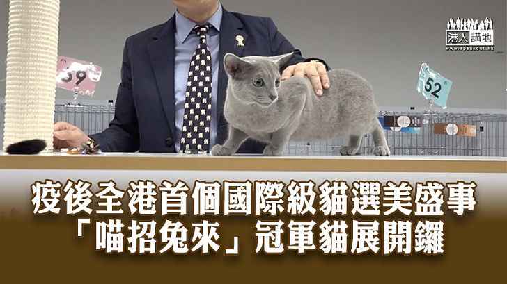 【可愛貓咪】疫後全港首個國際級貓選美盛事 「喵招兔來」冠軍貓展開鑼