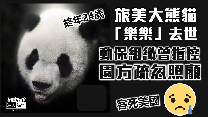 【客死美國】旅美大熊貓「樂樂」去世終年24歲 動保組織曾指控園方疏忽照顧