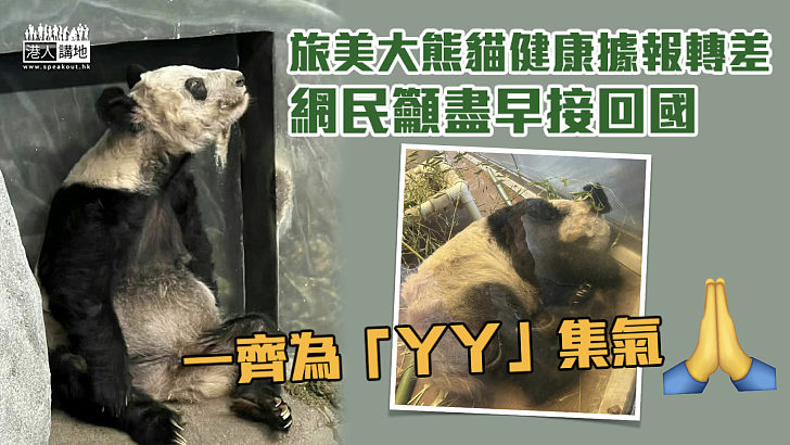 【令人憂慮】旅美大熊貓健康據報轉差 網民籲盡早接回國