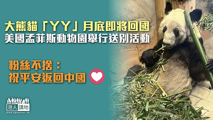 【月底回國】大熊貓「丫丫」即將啟程 美國孟菲斯動物園舉行送別活動