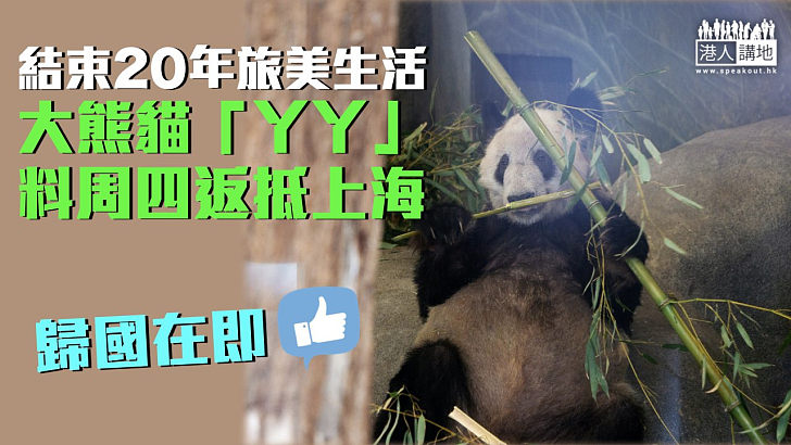 【歸國在即】結束20年旅美生活 大熊貓「丫丫」料周四返抵上海
