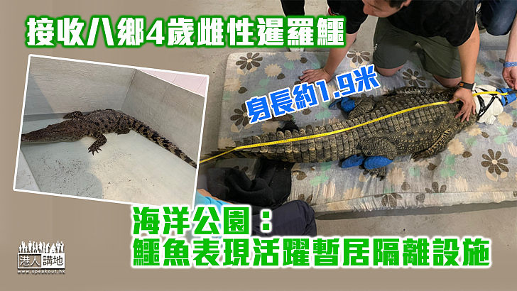 【鱷魚出沒】接收八鄉4歲雌性暹羅鱷 海洋公園：鱷魚表現活躍暫居隔離設施