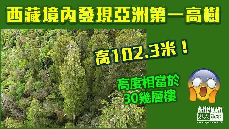 【刷新紀錄】102.3米！西藏境內發現亞洲第一高樹