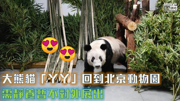 【健康穩定】大熊貓「丫丫」回到北京動物園 需靜養暫不對外展出