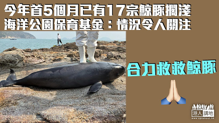 【救救鯨豚】海洋公園保育基金：今年首5個月已有17宗鯨豚擱淺 情況令人關注