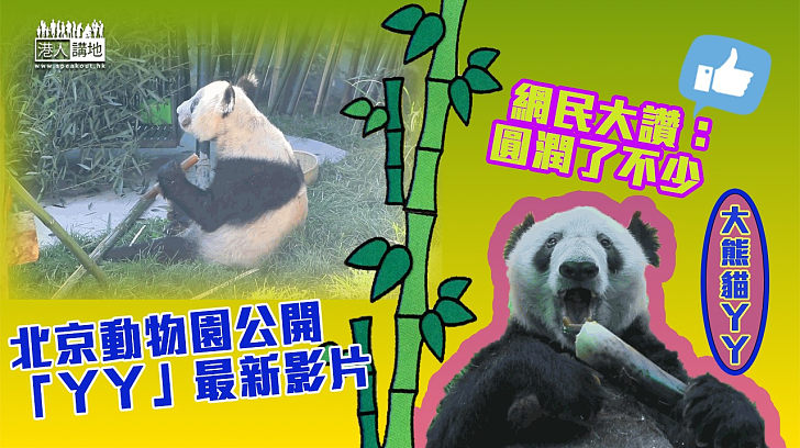 【「丫丫」回國】北京動物園公開最新影片 網民：「丫丫」圓潤了不少