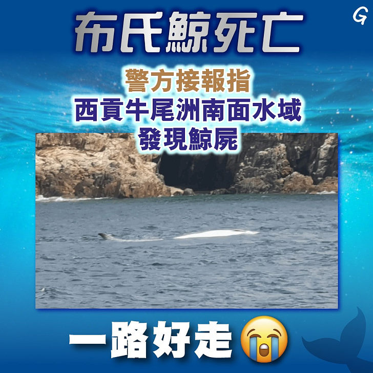 【今日網圖】布氏鯨死亡