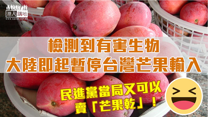 【依法辦事】檢測到有害生物 大陸即起暫停台灣芒果輸入