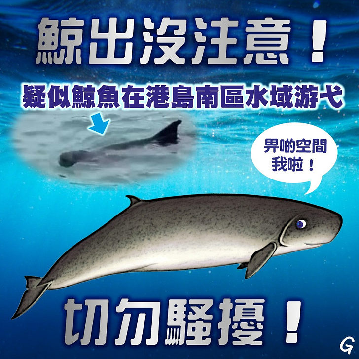 【今日網圖】鯨出沒注意！