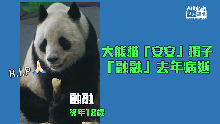 【國寶離世】大熊貓「安安」獨子「融融」去年離世
