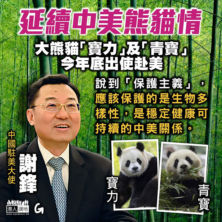 【今日網圖】延續中美熊貓情