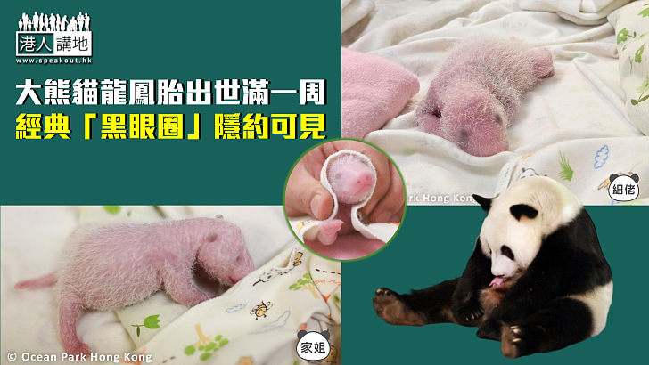 【熊貓BB好得意】大熊貓龍鳳胎出世滿一周 經典「黑眼圈」隱約可見