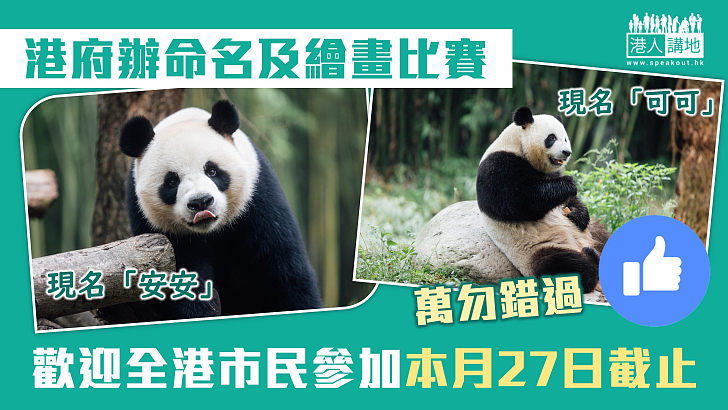 【大熊貓熱】港府辦命名及繪畫比賽 歡迎全港市民參加本月27日截止、大熊貓龍鳳胎開眼
