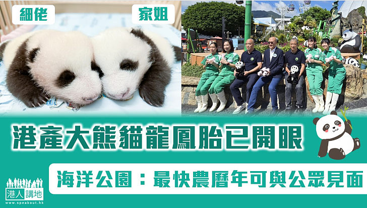 【大熊貓寶寶】港產大熊貓龍鳳胎已開眼 海洋公園：最快農曆年可與公眾見面
