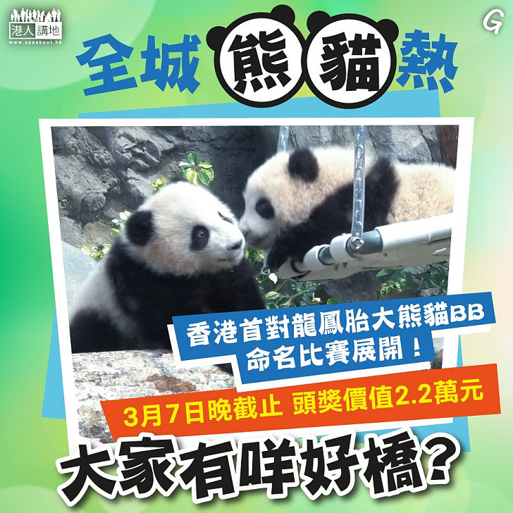 【今日網圖】全城熊貓熱