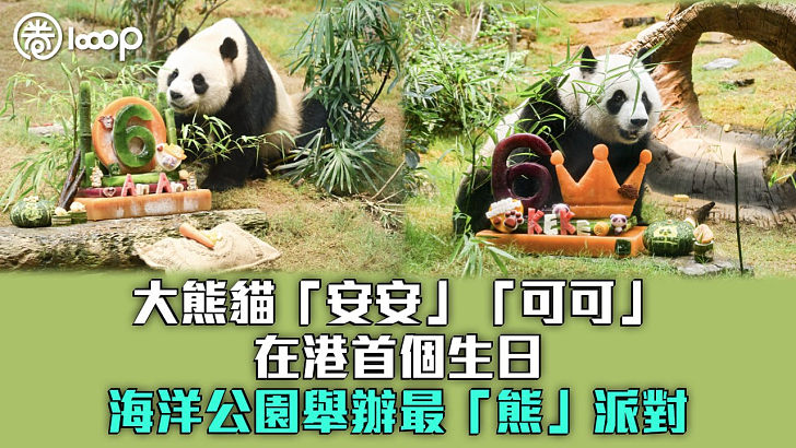 【喜迎「登6」】大熊貓「安安」「可可」在港首個生日 海洋公園舉辦最「熊」派對