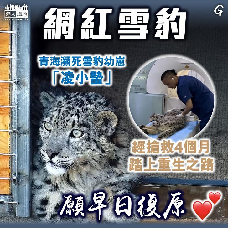 【今日網圖】網紅雪豹