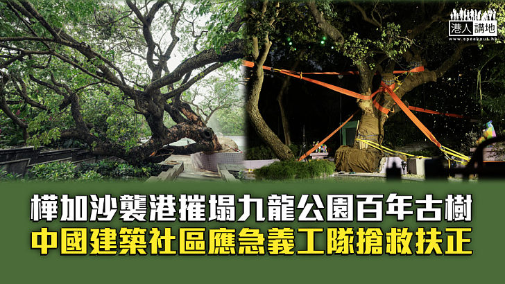 【救樹行動】樺加沙襲港摧塌九龍公園百年古樹 中國建築社區應急義工隊搶救扶正