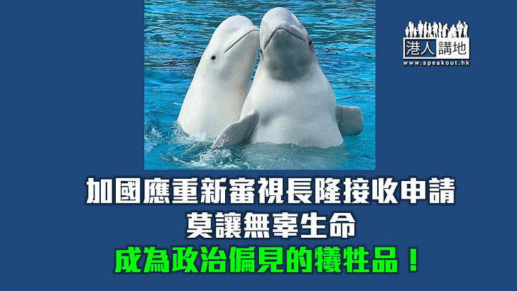 【焦點短打】加拿大看不起長隆海洋王國 寧「處死」30條白鯨拒轉移到中國？