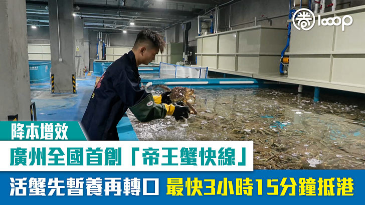 【降本增效】廣州全國首創「帝王蟹快線」 活蟹先暫養再轉口、最快3小時15分鐘抵港