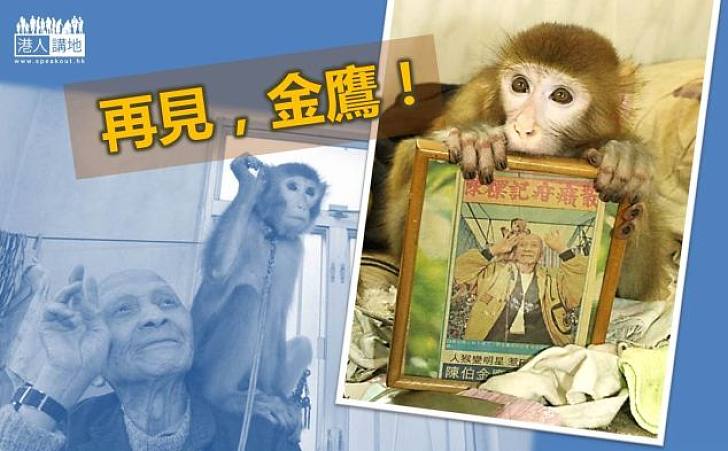 來不及迎接猴年 靈猴「金鷹」上月離世