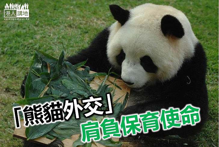 【焦點新聞】由熊貓外交到熊貓保育