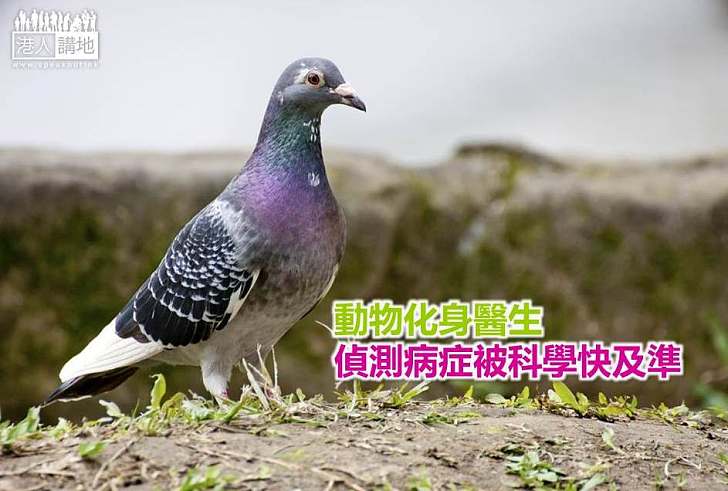 【動物奇趣】動物化身醫生 偵測病症被科學快及準