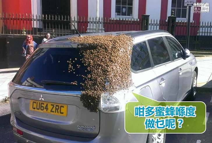 【世界搜奇】婦人被群蜂黏著車窗 原因竟是?