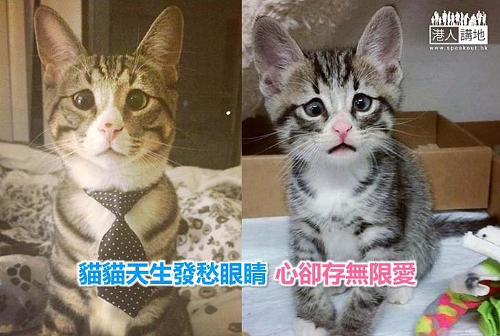 【世界搜奇】貓貓天生發愁眼睛 心卻存無限愛
