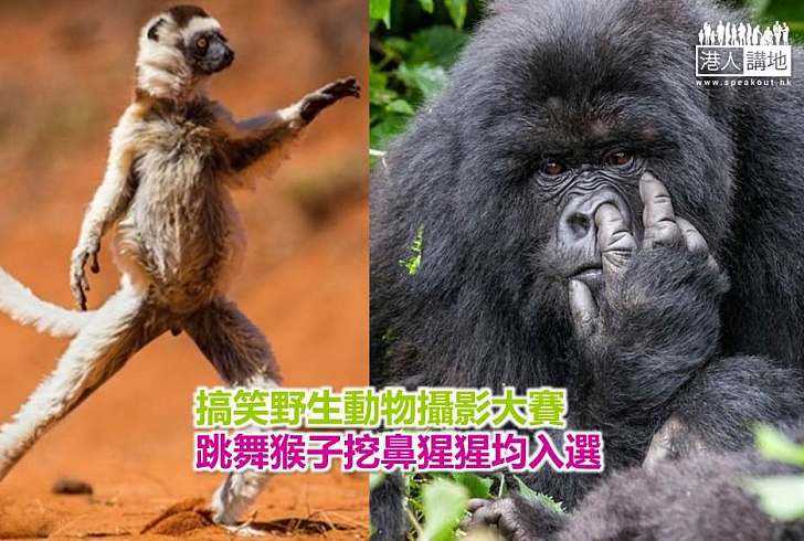 【世界搜奇】搞笑野生動物攝影大賽 跳舞猴子挖鼻猩猩均入選