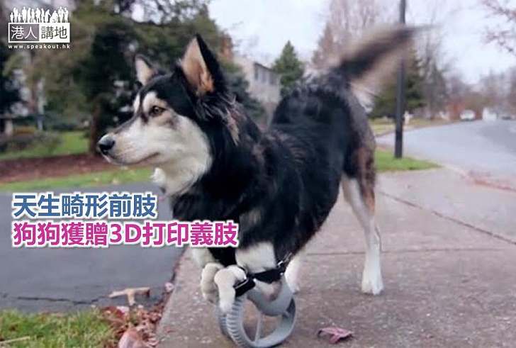【世界搜奇】天生畸形前肢 狗狗獲贈3D打印義肢