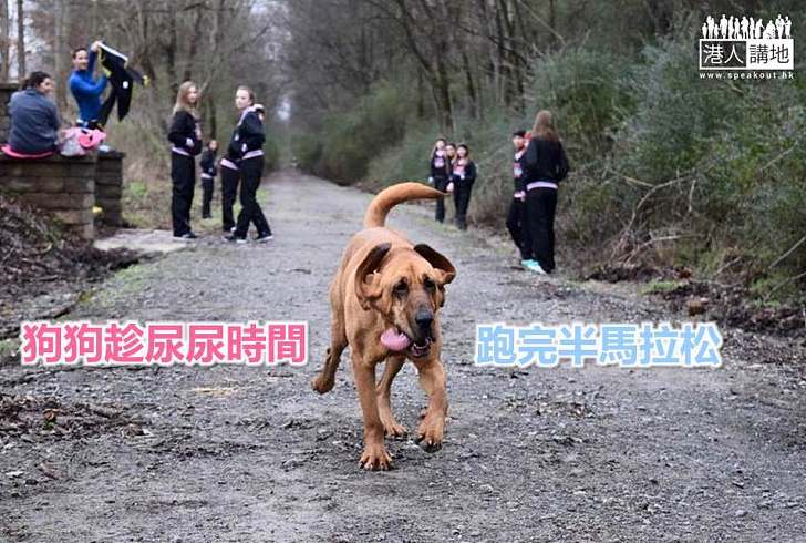 【世界搜奇】狗狗趁尿尿時間跑完半馬拉松