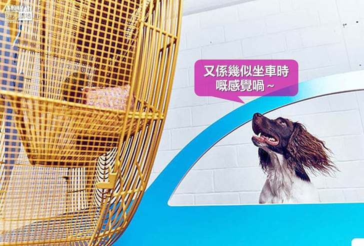 【世界搜奇】 全球首個狗狗互動藝術館?