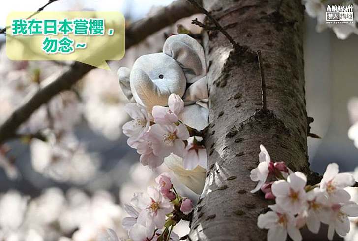 【好人好事】小男孩痛失象娃娃 網民聯手讓他重展笑顏